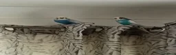 Budgerigars birds for sale: One male and one female budgie  in Purley - Advert 4