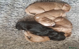 Cocker Spaniel dogs for sale: Cocker spaniel pups for sale  - Image 27
