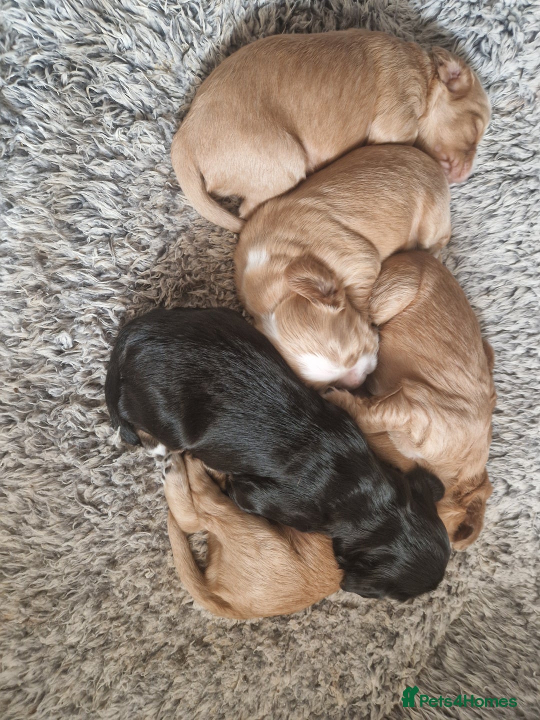 Cocker Spaniel dogs for sale: Cocker spaniel pups for sale  - Image 27