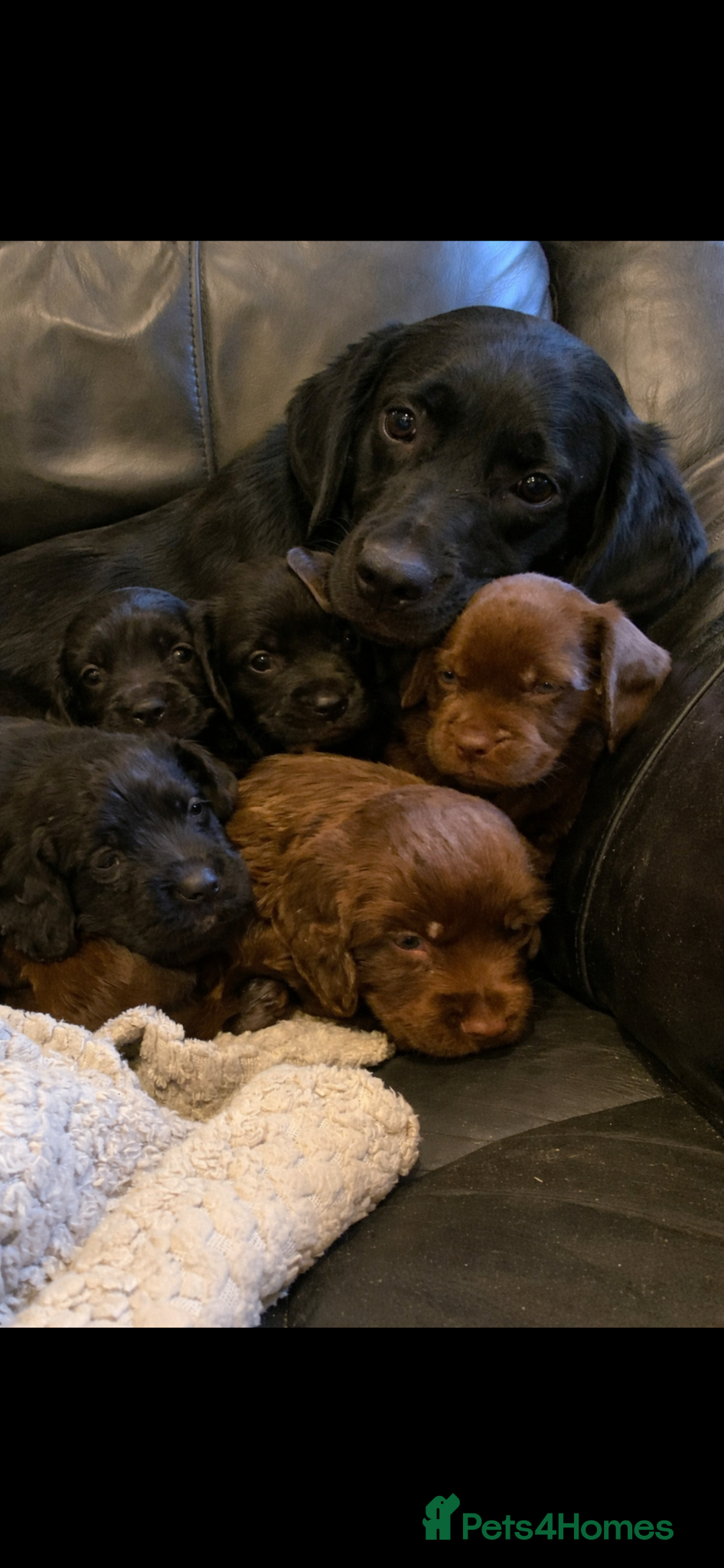 Labrador Retriever dogs 5 Black & chocolate Labrador Puppies for Sale! - Advert 1