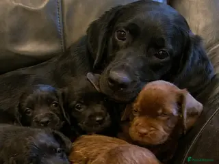 Labrador Retriever dogs 5 Black & chocolate Labrador Puppies for Sale! - Advert 1