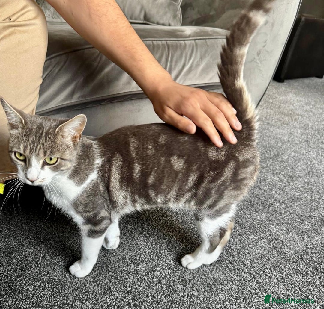 Domestic Shorthair cats for sale: Beautiful Leo  - Image 3