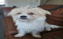 Mixed Breed dogs for sale: Beautiful boys  - Image 4