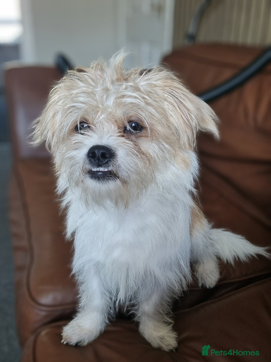 Mixed Breed dogs for sale: Beautiful boys  - Image 4