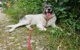 Mixed Breed dogs for adoption: Beautiful and Gentle HEIDI - for a Loving Home - Image 17