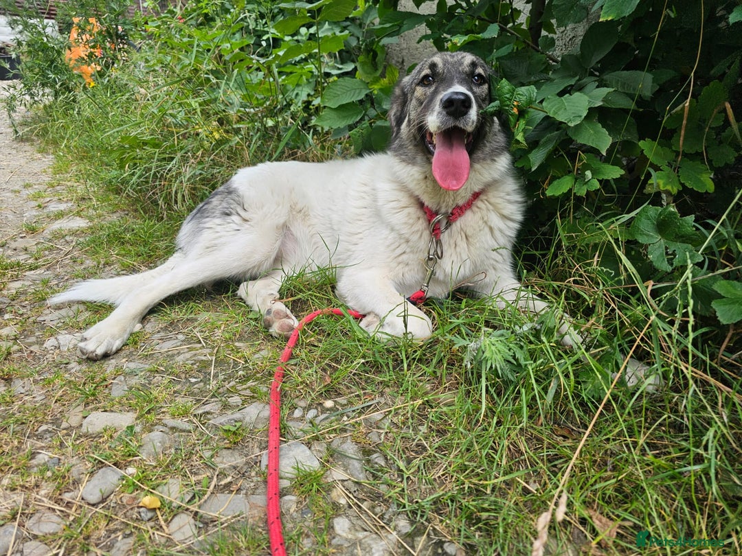Mixed Breed dogs for adoption: Beautiful and Gentle HEIDI - for a Loving Home - Image 17