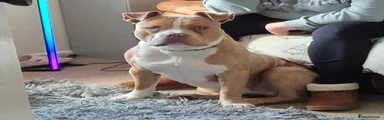 Rocco