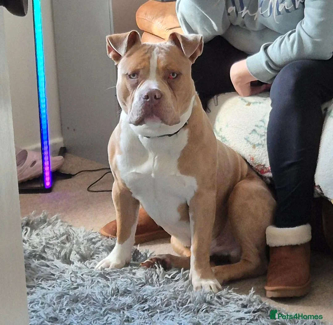Dorset Olde Tyme Bulldogge dogs for sale: Gorgeous Male Dorset Olde Tyme Bulldogge in Saxmundham - Advert 2