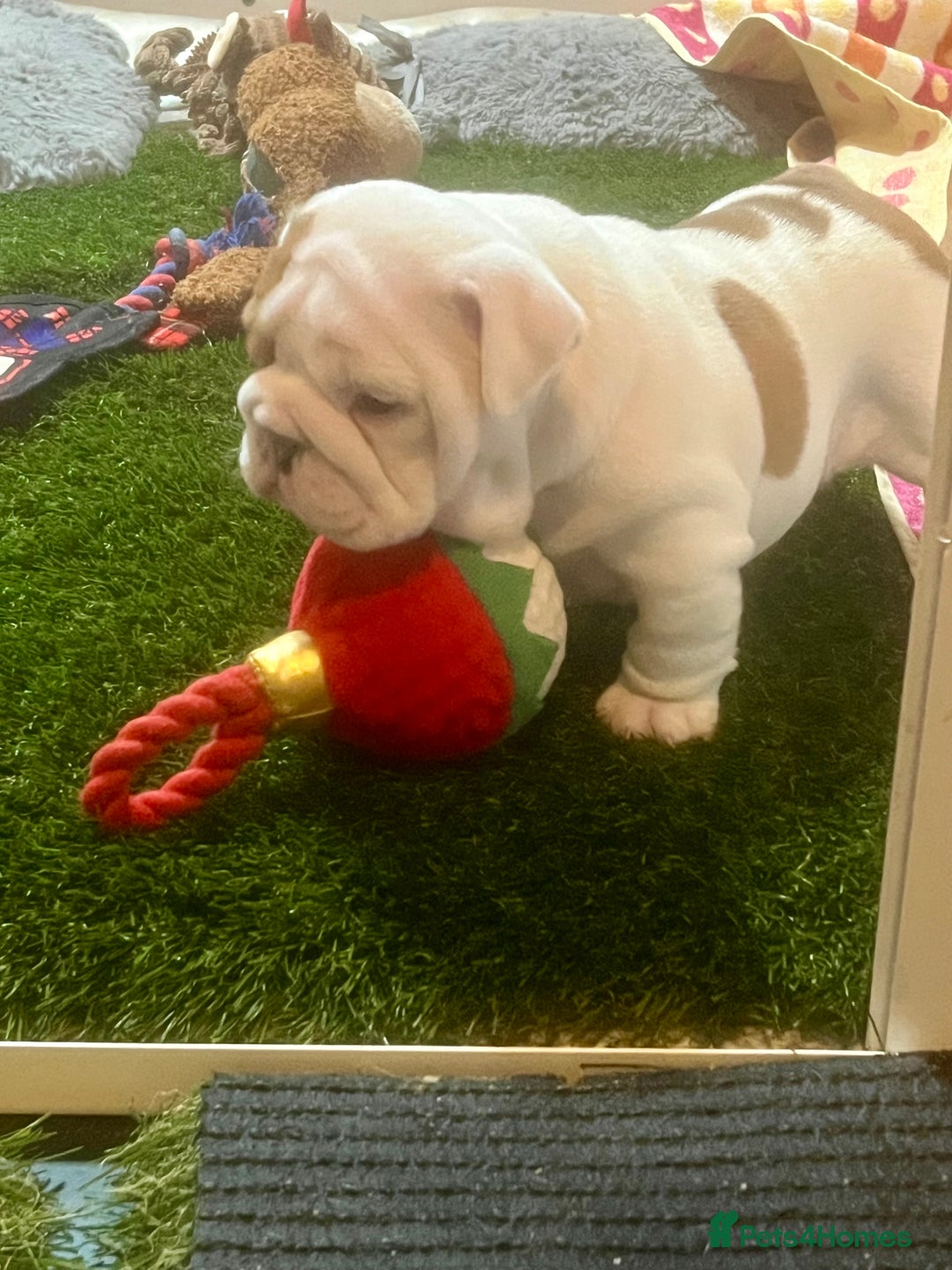 English Bulldog dogs for sale: Champion Sired KC Reg Bulldog Puppies  - Advert 8