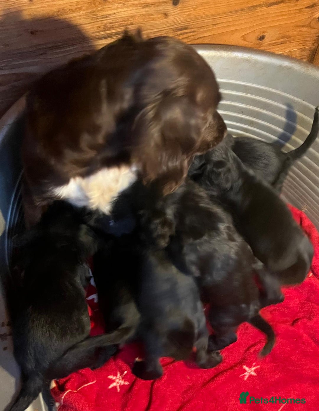 Cocker Spaniel dogs for sale: 8 Beautiful Cavalier X Cocker Spaniel Puppies - Image 2