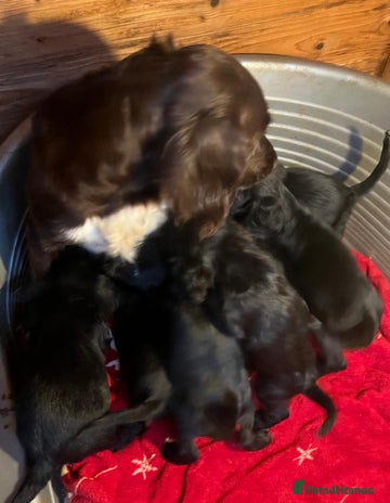 Cocker Spaniel dogs - Advert 16