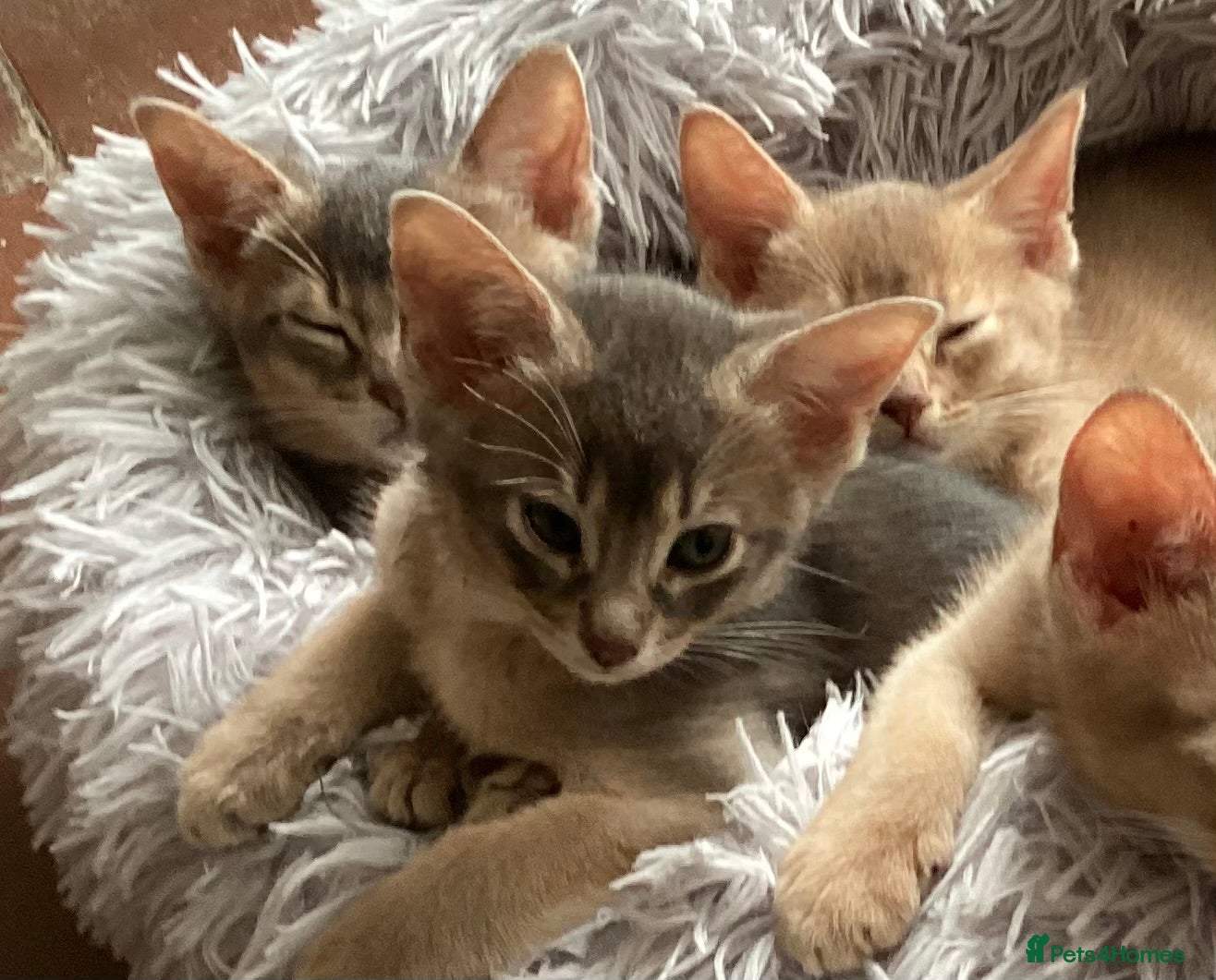 Abyssinian cats Beautiful Blue male Abyssinian kitten - Advert 2