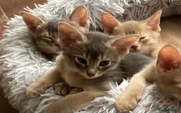 Abyssinian cats for sale: Beautiful Blue male Abyssinian kitten - Advert 1