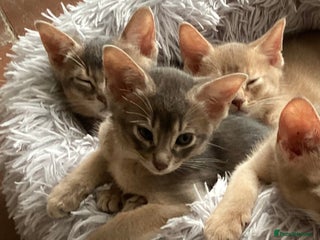 Abyssinian cats for sale: Beautiful Blue male Abyssinian kitten - Advert 1