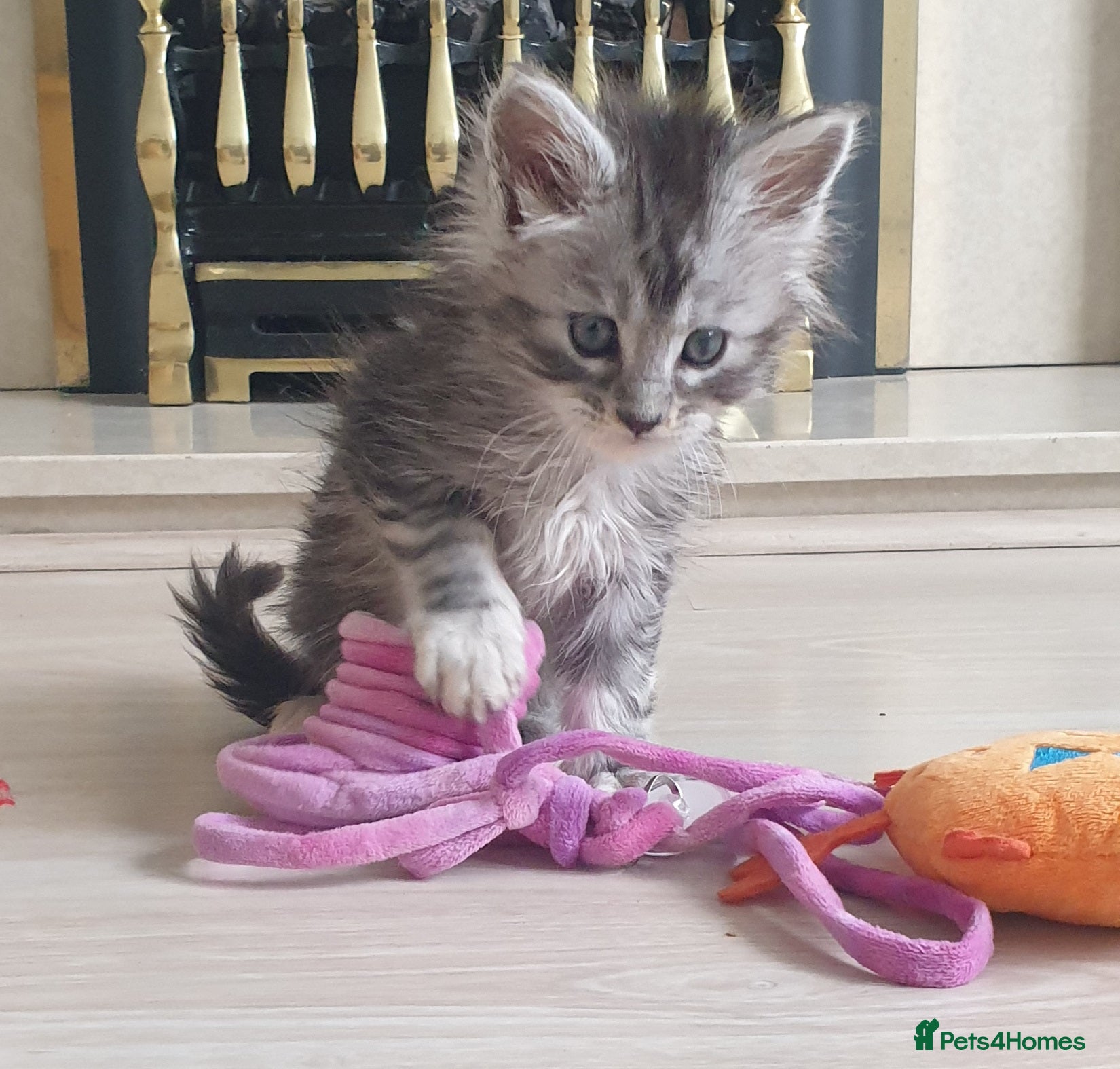 Maine Coon cats Tica registered Maine Coons  - Advert 6