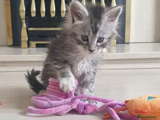 Maine Coon cats Tica registered Maine Coons - Advert 6