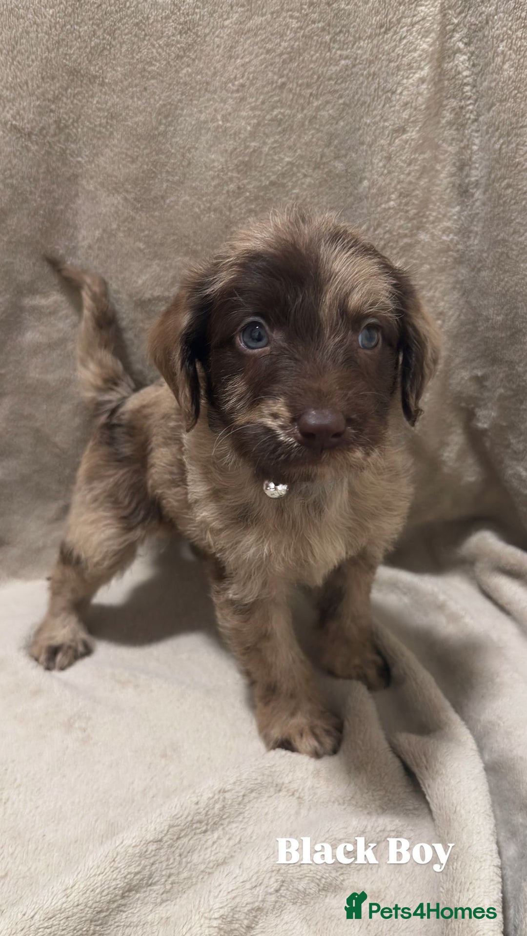 Labradoodle dogs for sale: Labradoodle Puppies (Miniature)  - Advert 8