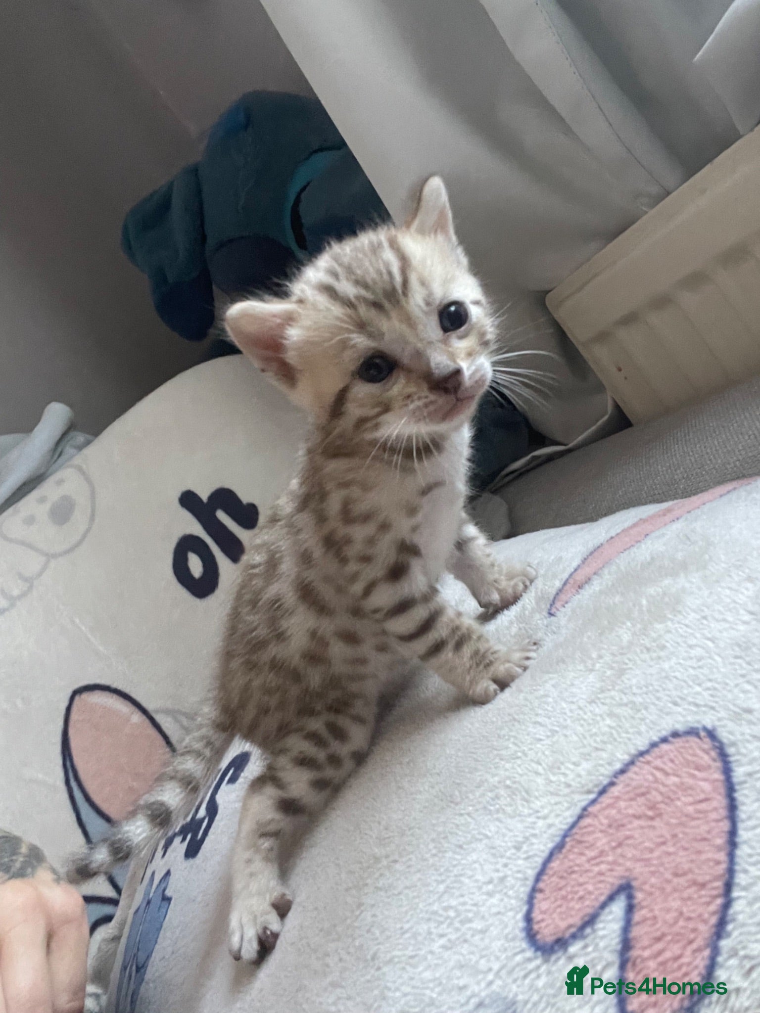 Bengal cats 5 beautiful full breed bengal kits - Advert 18