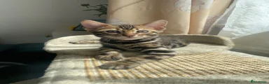 Bengal Kitten 4