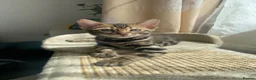 Bengal cats for sale: ✨✨ TICA registered Bengal BOYS😻😻😻 - Advert 20