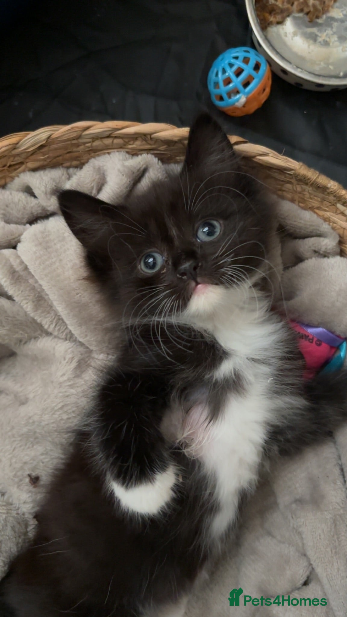 Domestic Shorthair cats 11 week old Kitten for new home - Advert 1