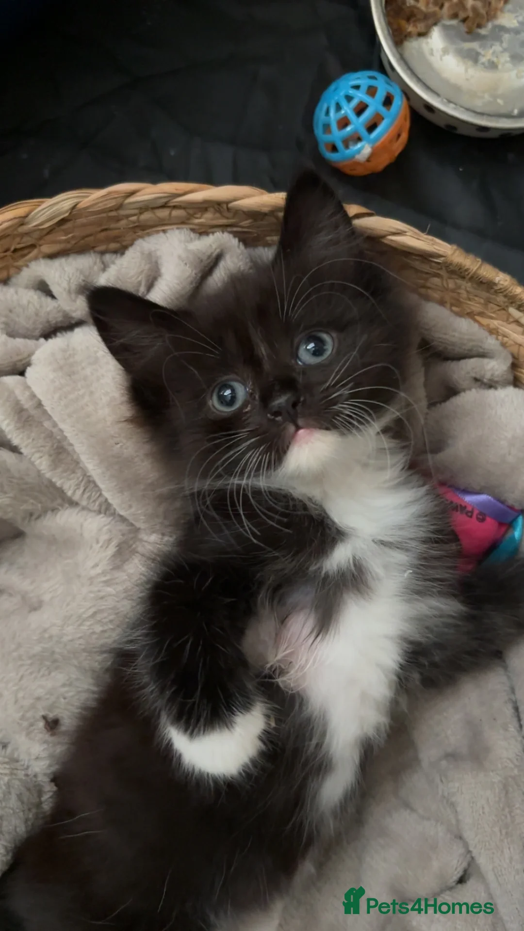 Domestic Shorthair cats for sale: 11 week old Kitten for new home - Advert 1