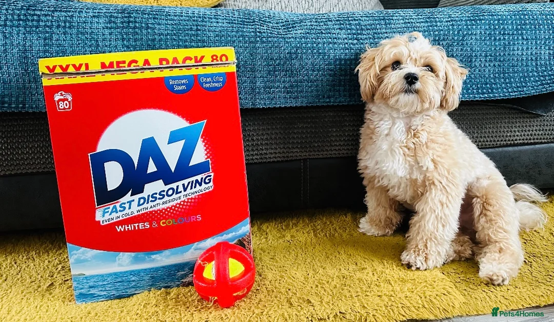 Maltipoo dogs for stud: Beautiful Maltipoo Stud 🐶 in Walsall - Advert 7