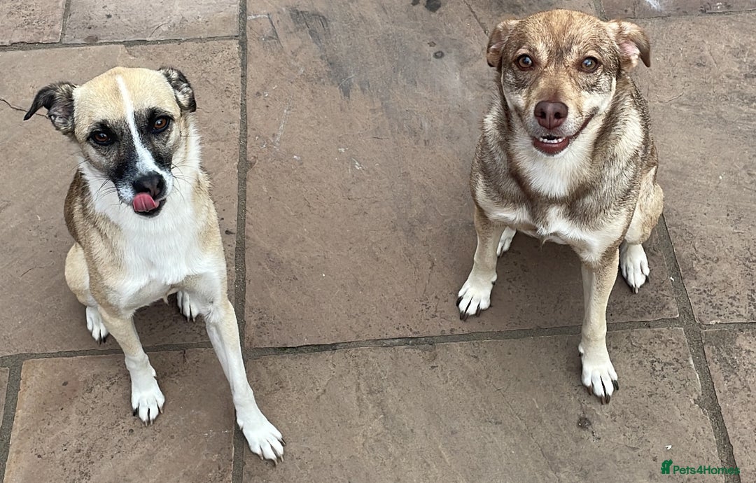 Mixed Breed dogs for sale: Hope & Mya  - Image 1
