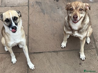 Mixed Breed dogs - Advert 1