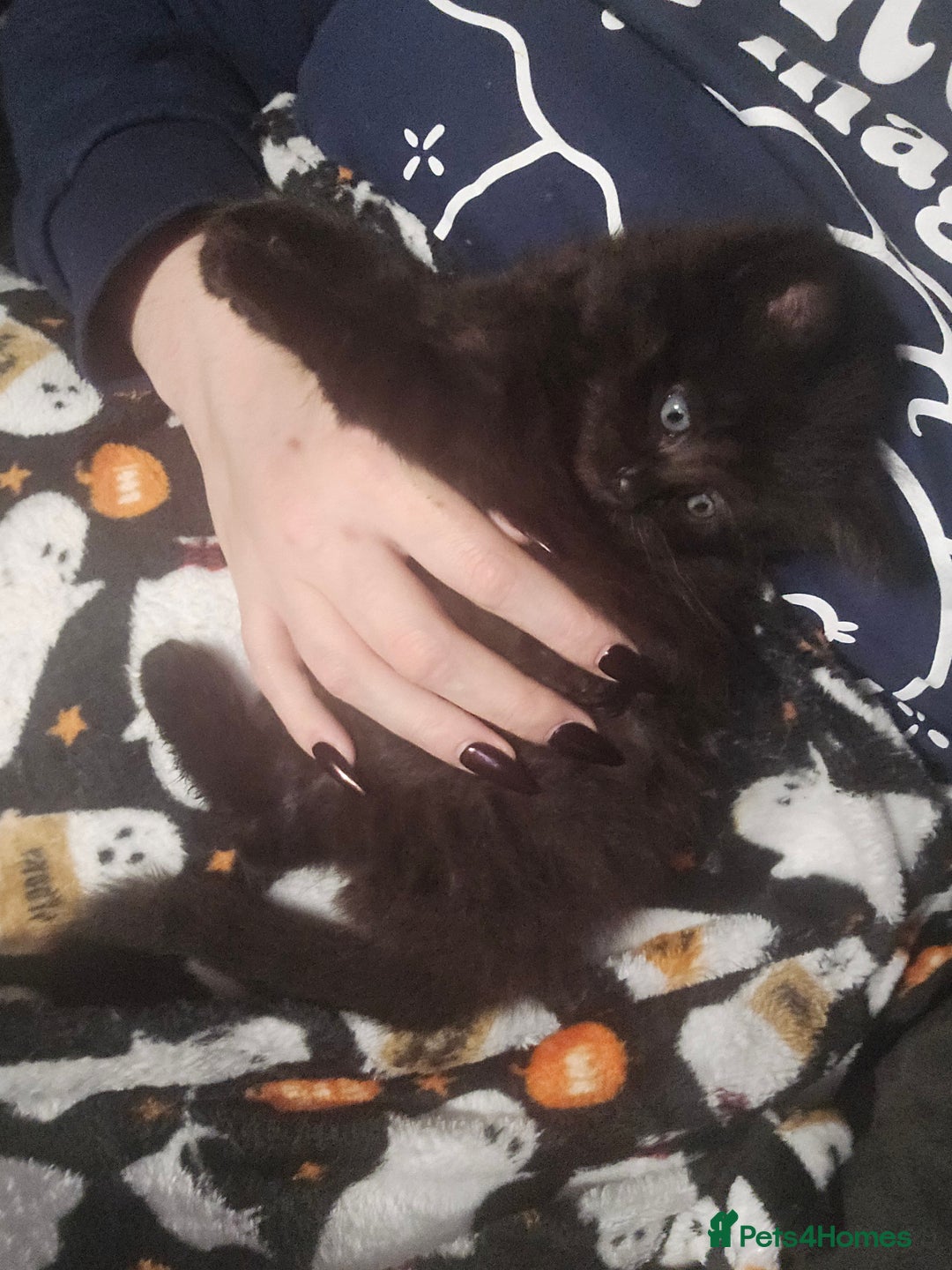 Mixed Breed cats for sale:  ✨ 3 Female Kittens Looking for Forever Homes ✨ - Advert 6