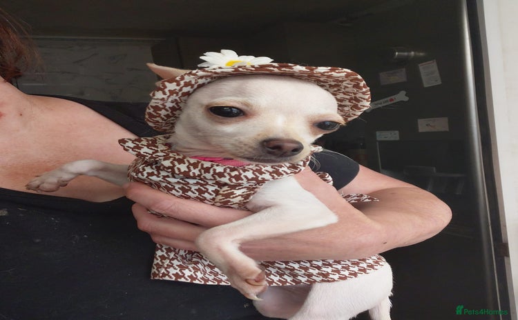 Chihuahua dogs - Advert 1