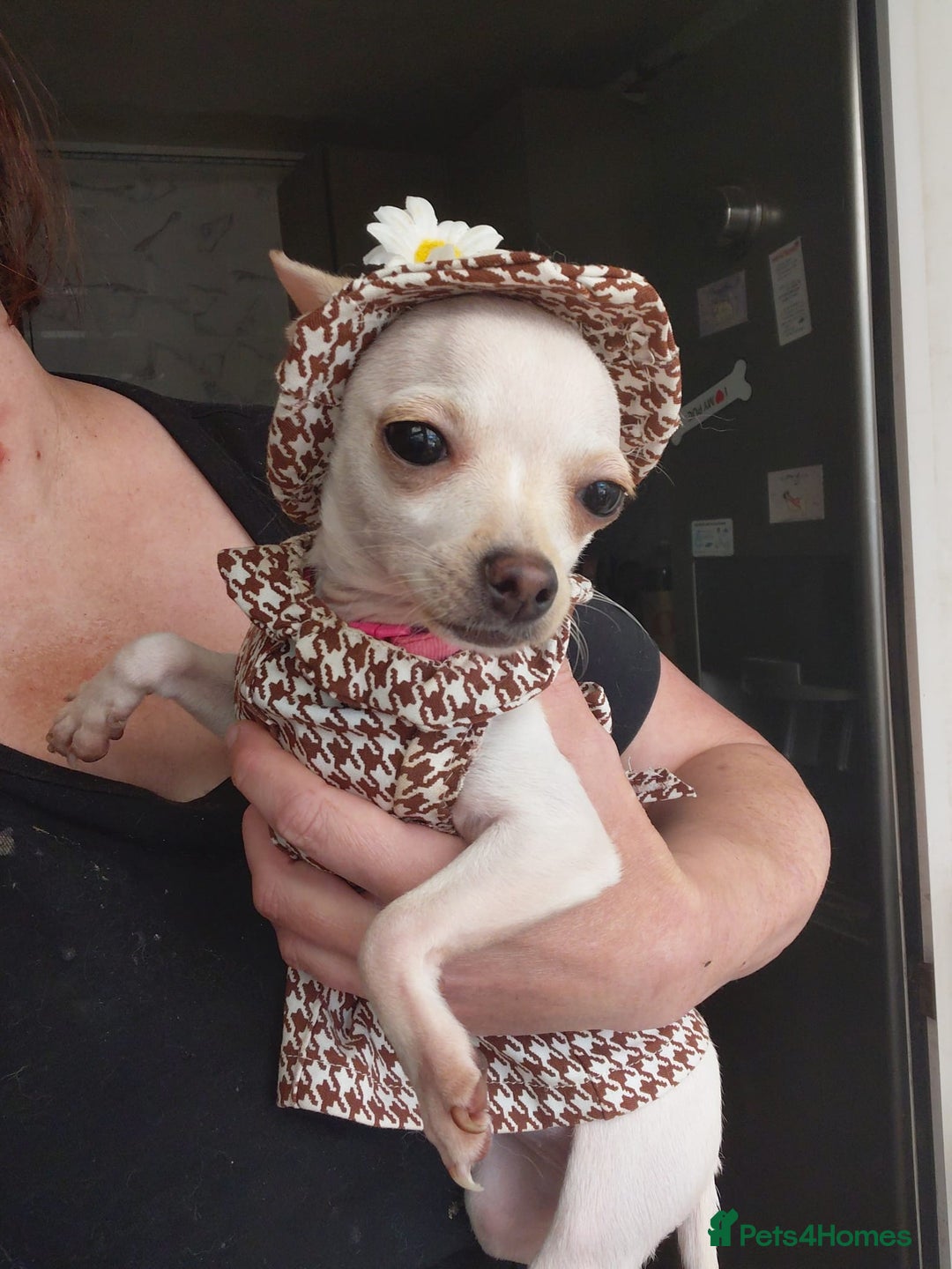 Chihuahua dogs for sale: XXS chihuahua girl 11months - Image 1