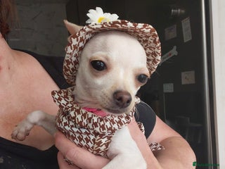 Chihuahua dogs - Advert 11