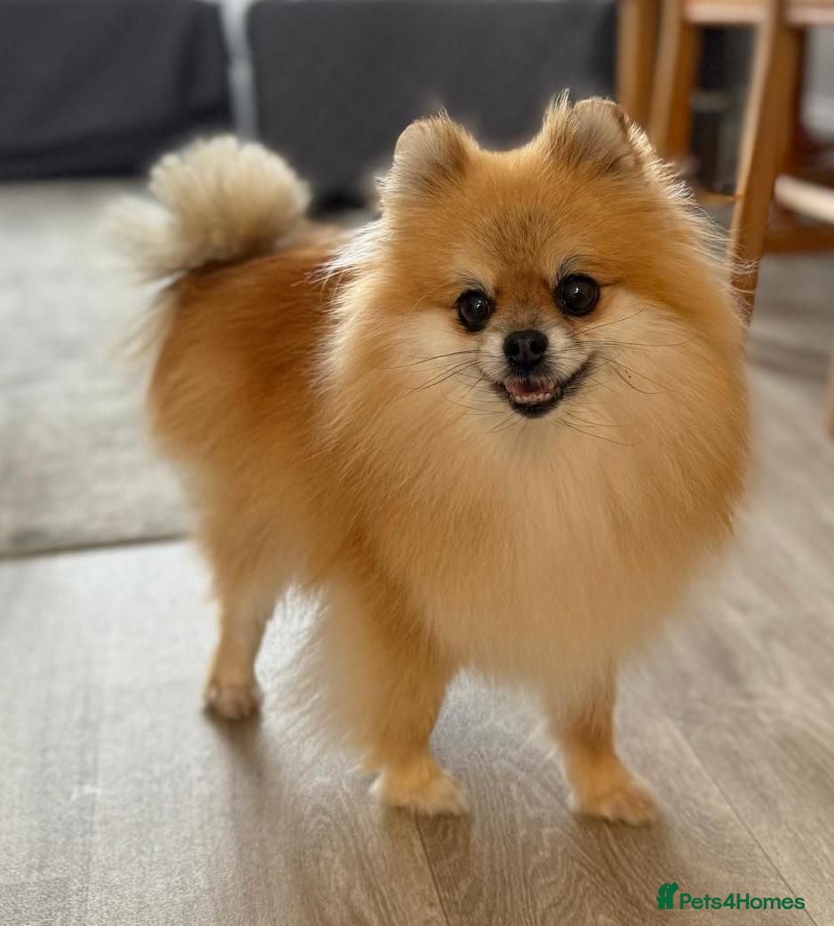 Pomeranian dogs Pomeranian Extra Small KC Puppies  - Advert 9