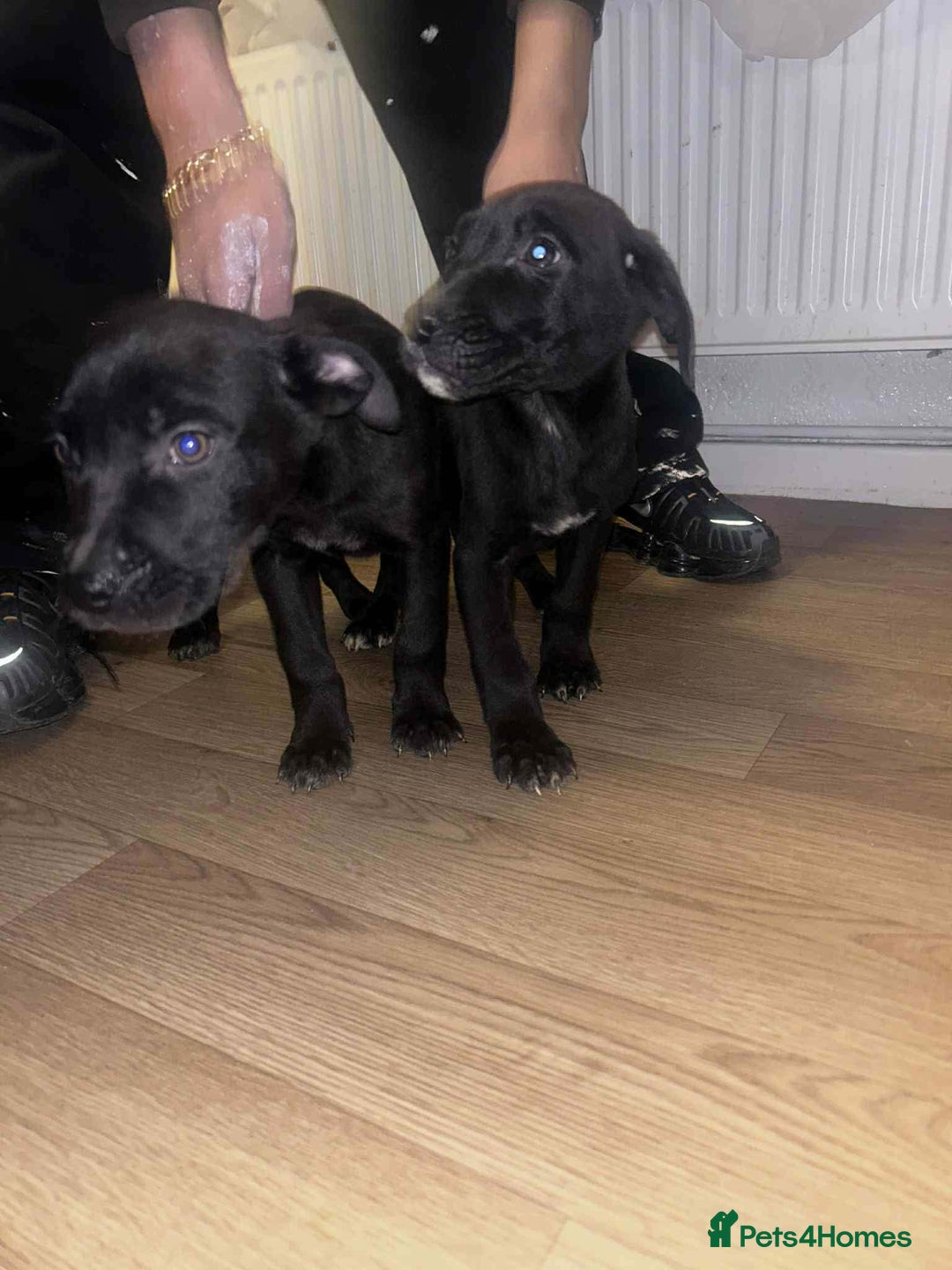Mixed Breed dogs for sale: Staffy x German shepherd  - Advert 3