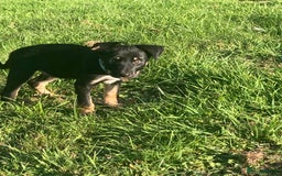 Mixed Breed dogs for sale: Collie x Huntaway - Image 11