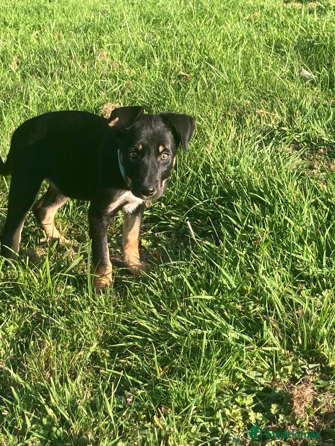 Mixed Breed dogs for sale: Collie x Huntaway - Image 11