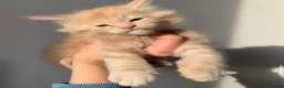 Maine Coon cats for sale: 4 remaining kittens - Maincoons pure breed  - Advert 13