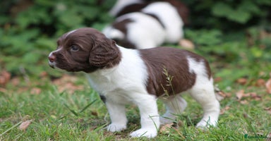 English Springer Spaniel dogs - Advert 8