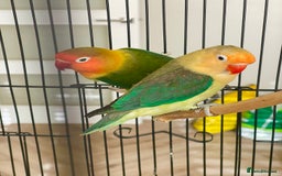 Lovebirds birds for sale: 2 Lovebirds and large cage  - Image 5