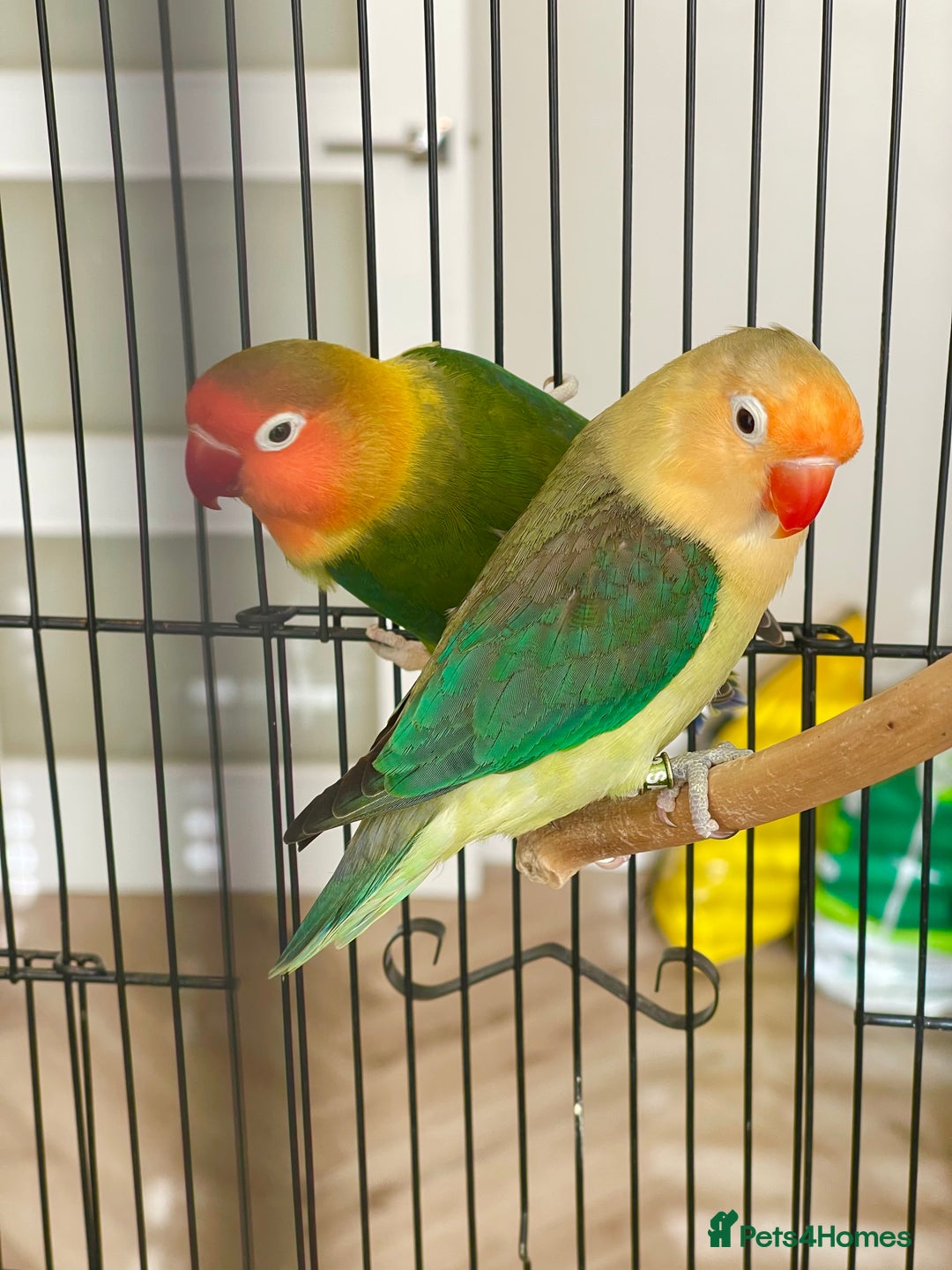 Lovebirds birds for sale: 2 Lovebirds and large cage  - Image 5