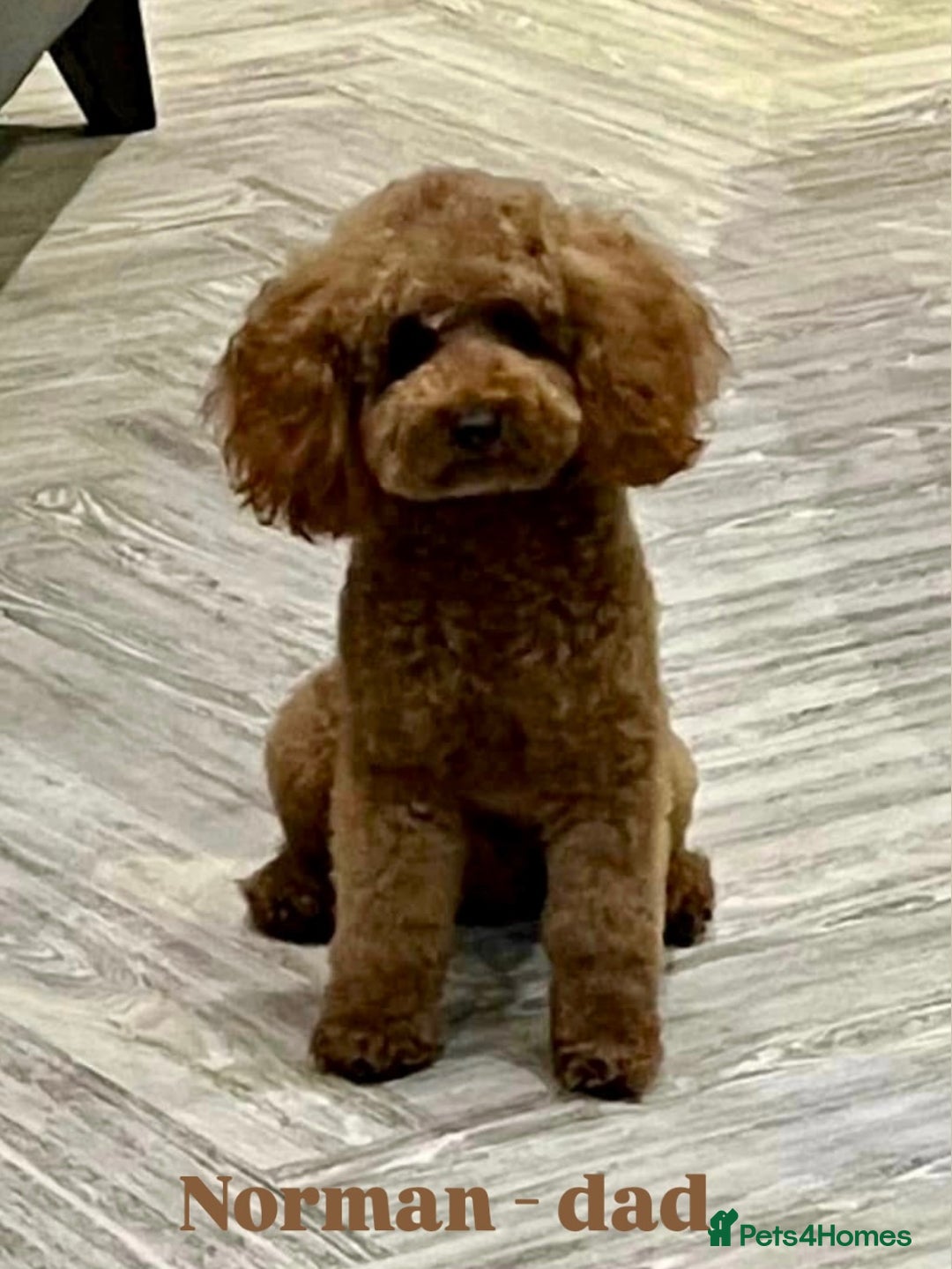 Mini Goldendoodle dogs for sale: Trained F1b Toy Goldendoodle - DNA/Health tested - Advert 10