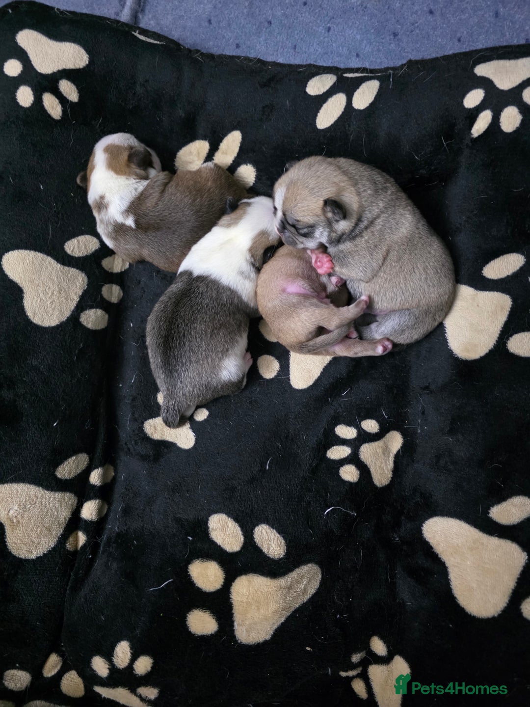 Pug dogs for sale: Kc registered rare colours  - Advert 11
