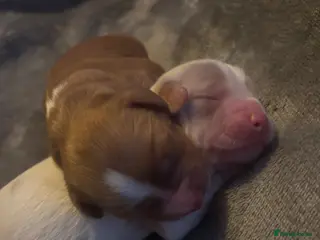 Cocker Spaniel dogs Two cocker spaniels born 07/07/26 🐾 - Advert 1