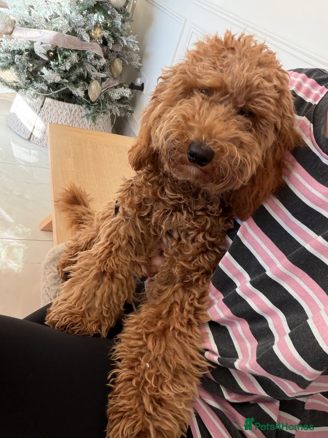 Cockapoo dogs for sale: Two Cockapoo (9 month)  - Advert 18