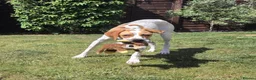 Pointer dogs for adoption: Remi (English Pointer) in Bedford - Advert 20
