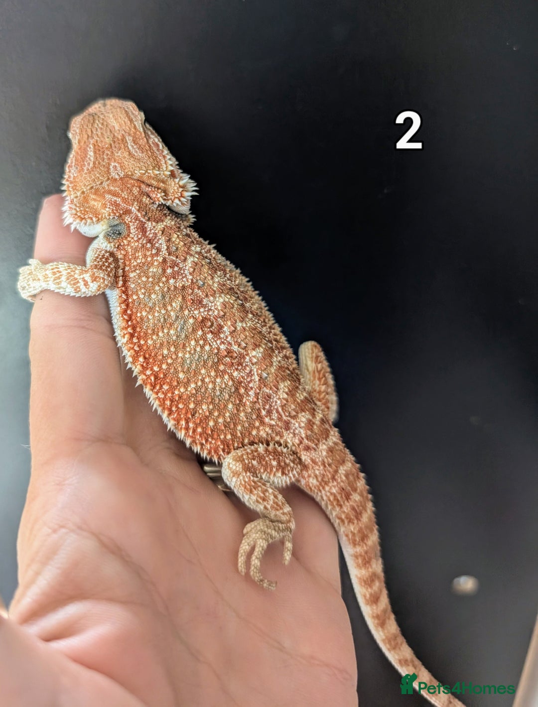 Bearded Dragon reptiles for sale: Female bearded dragons. Last few left - Image 4