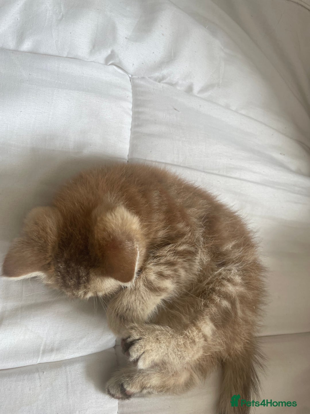 Exotic cats for sale: Female exotic Persian  - Image 9