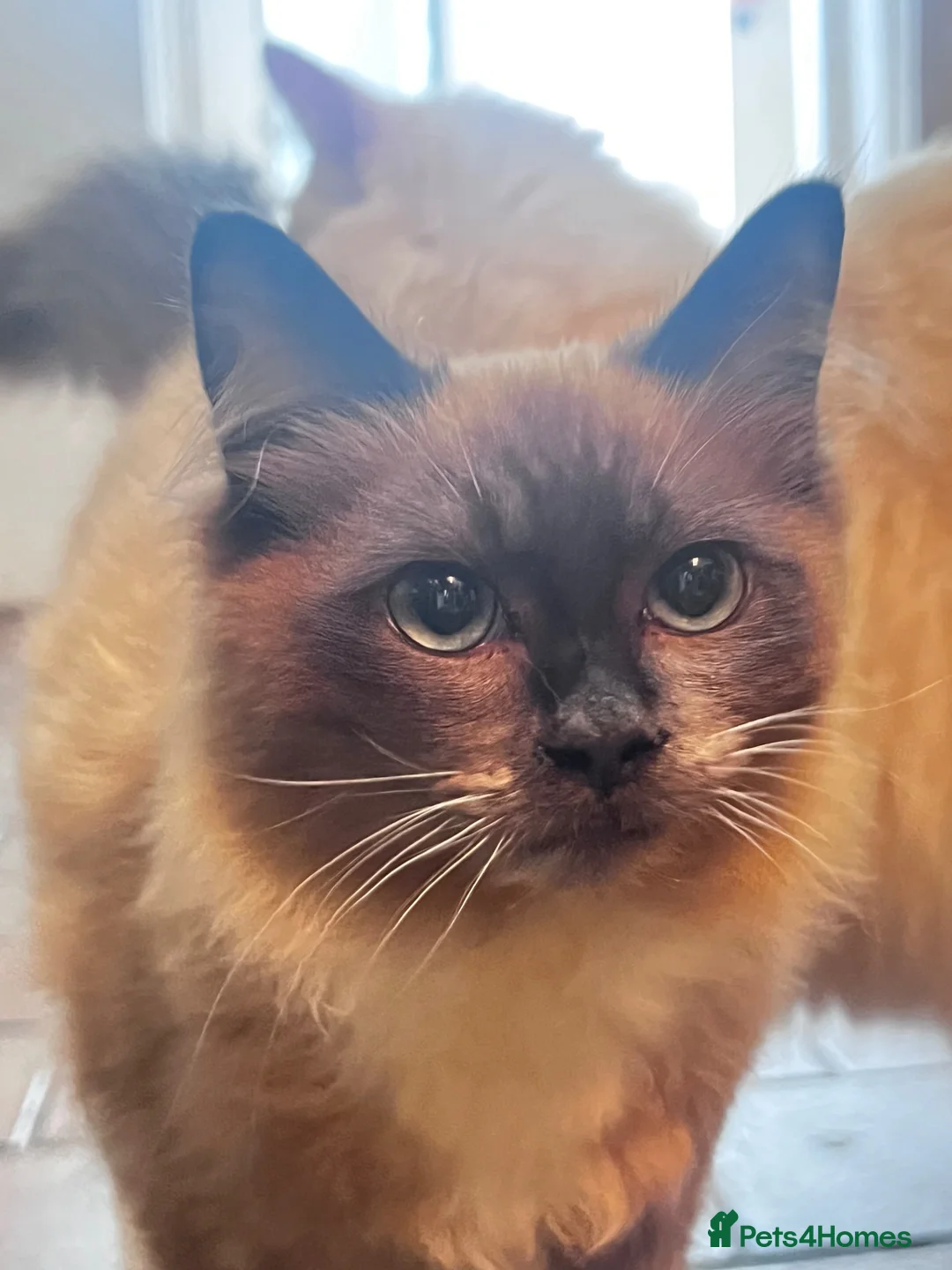 Ragdoll cats for sale: Ragdoll for sale in Blackburn  - Advert 2