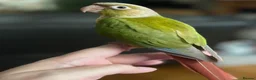 Conures birds for sale: For Adoption - Greencheek Conures in Aylesbury - Advert 3